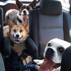 Meet your Posher, David